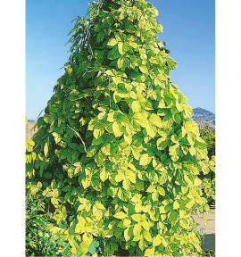 HOUBLON DORE