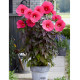 HIBISCUS MOSCHEUTOS CAROUSEL® PINK PASSION