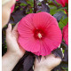 HIBISCUS MOSCHEUTOS CAROUSEL® PINK PASSION
