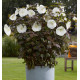 HIBISCUS MOSCHEUTOS CAROUSEL® GHOST