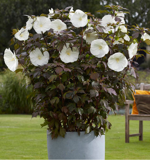 HIBISCUS MOSCHEUTOS CAROUSEL® GHOST