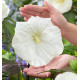 HIBISCUS MOSCHEUTOS CAROUSEL® GHOST