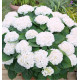 HORTENSIA MME EMILE MOUILLERE