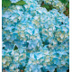 HORTENSIA NIKKO BLUE