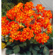 DAHLIA COLLERETTE ALSTERGRUSS