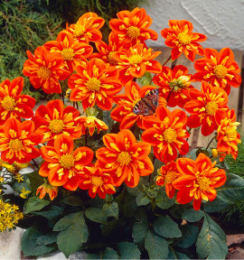 DAHLIA COLLERETTE ALSTERGRUSS