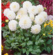DAHLIA DÉCORATIF WITTEM