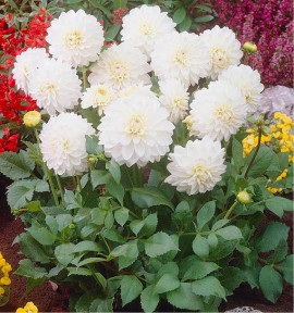 DAHLIA DÉCORATIF WITTEM
