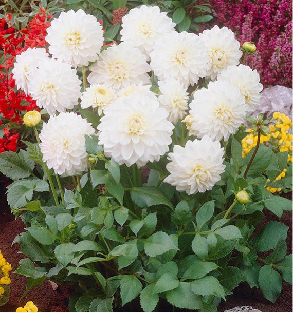 DAHLIA DÉCORATIF WITTEM