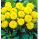 DAHLIA NAIN DOUBLE SISA