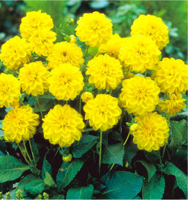 DAHLIA NAIN DOUBLE SISA