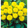 DAHLIA NAIN DOUBLE SISA