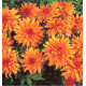 DAHLIA CACTUS NAIN AUTUMN FAIRY