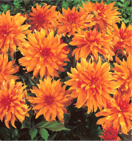 DAHLIA CACTUS NAIN AUTUMN FAIRY