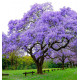 PAULOWNIA IMPERIALIS