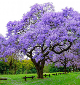 PAULOWNIA IMPERIALIS