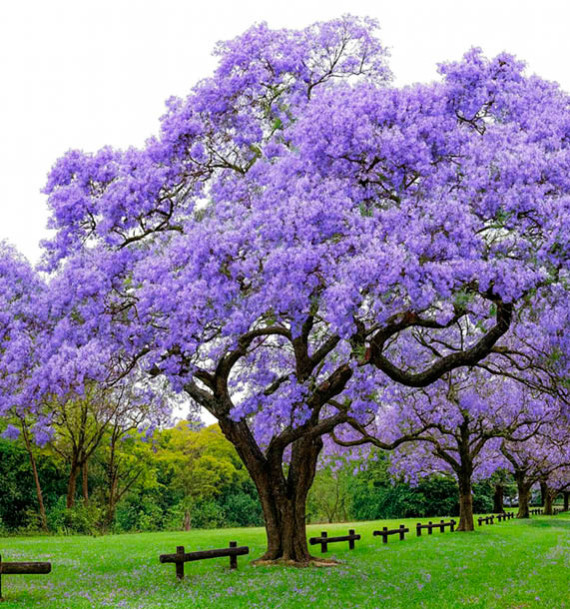 PAULOWNIA IMPERIALIS