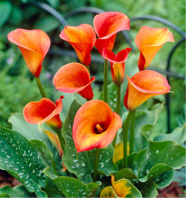 CALLA SUNSET PASSION