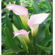 CALLA STRAWBERRY BLUSH