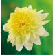 DAHLIA FREYA’S PASO DOBLE