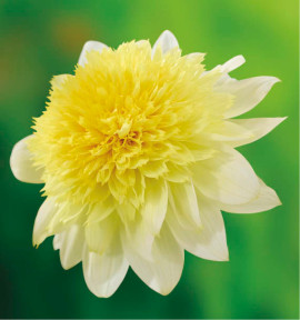 DAHLIA FREYA’S PASO DOBLE