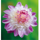 DAHLIA QUE SERA
