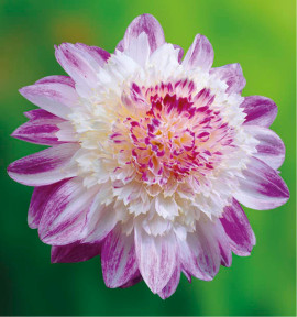 DAHLIA QUE SERA