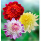 COLIBRIANT 3 DAHLIAS ALVEOLES : 1 FREYA’S PASO DOBLE + 1 JIVE + 1 QUE SERA