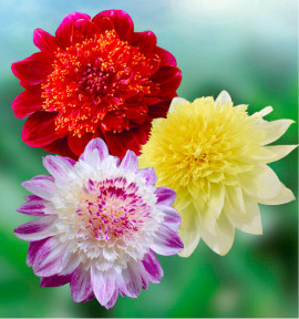 COLIBRIANT 3 DAHLIAS ALVEOLES : 1 FREYA’S PASO DOBLE + 1 JIVE + 1 QUE SERA