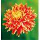 DAHLIA DÉCORATIF SUN EXPLOSION
