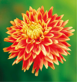DAHLIA DÉCORATIF SUN EXPLOSION