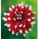 DAHLIA DÉCORATIF DUET