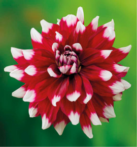 DAHLIA DÉCORATIF DUET