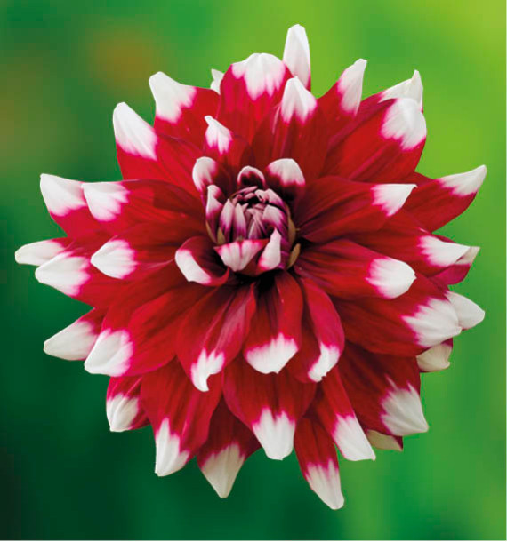 DAHLIA DÉCORATIF DUET