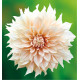 DAHLIA DÉCORATIF CAFÉ AU LAIT