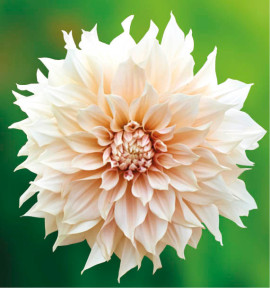 DAHLIA DÉCORATIF CAFÉ AU LAIT