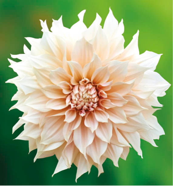 DAHLIA DÉCORATIF CAFÉ AU LAIT