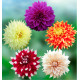 COLIBRIANT 5 DAHLIAS DECORATIFS : 1 WANDA’S CAPELLA + 1 THOMAS EDISON + 1 SUN EXPLOSION + 1 DUET + 1 CAFÉ AU LAIT