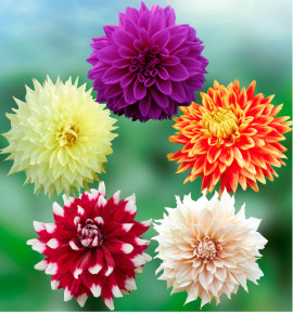 COLIBRIANT 5 DAHLIAS DECORATIFS : 1 WANDA’S CAPELLA + 1 THOMAS EDISON + 1 SUN EXPLOSION + 1 DUET + 1 CAFÉ AU LAIT