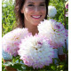 DAHLIA DECORATIF HAPET BLUE EYES