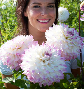 DAHLIA DECORATIF HAPET BLUE EYES