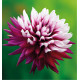 DAHLIA CACTUS REBECCA’S WORLD