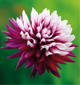 DAHLIA CACTUS REBECCA’S WORLD