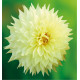 DAHLIA DÉCORATIF WANDA’S CAPELLA