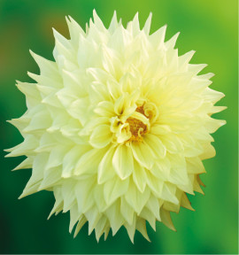 DAHLIA DÉCORATIF WANDA’S CAPELLA
