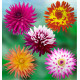 COLIBRIANT 5 DAHLIAS CACTUS : 1 REBECCA’S WORLD + 1 OISEAU DE FEU + 1 PURPLE GEM + 1 GOLD CROWN + 1 JURA