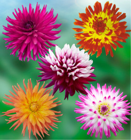 COLIBRIANT 5 DAHLIAS CACTUS : 1 REBECCA’S WORLD + 1 OISEAU DE FEU + 1 PURPLE GEM + 1 GOLD CROWN + 1 JURA