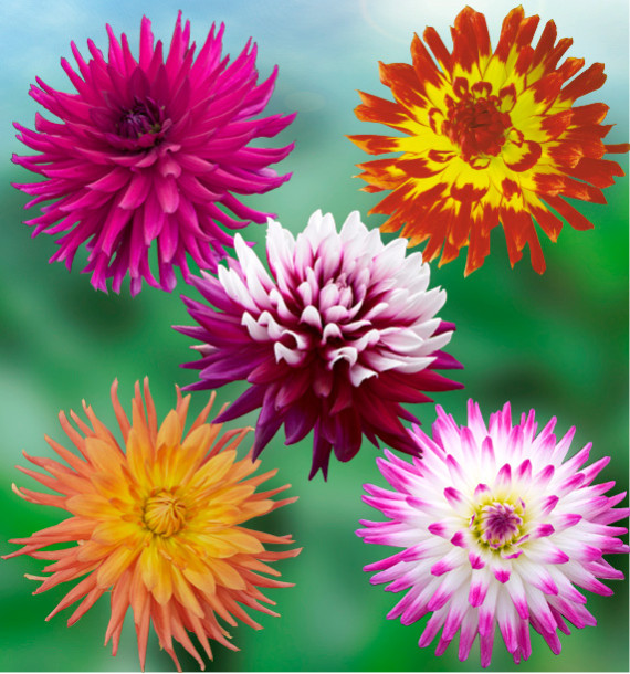 COLIBRIANT 5 DAHLIAS CACTUS : 1 REBECCA’S WORLD + 1 OISEAU DE FEU + 1 PURPLE GEM + 1 GOLD CROWN + 1 JURA