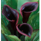 CALLA ODESSA