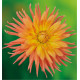 DAHLIA CACTUS GOLD CROWN